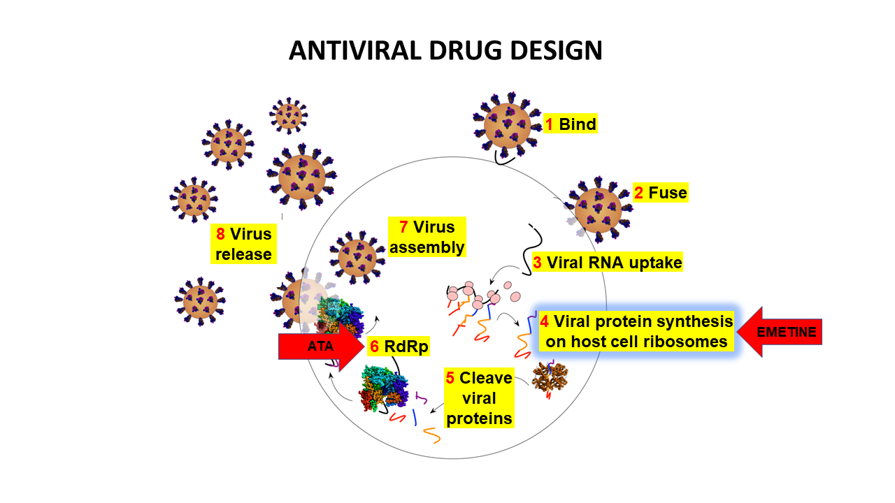 Anti-viral effects